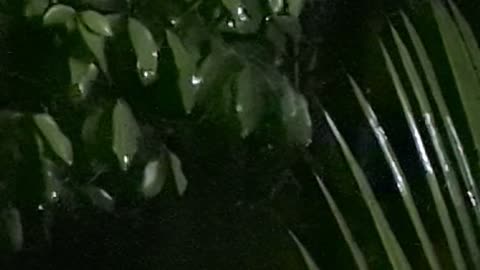 Rainy night'