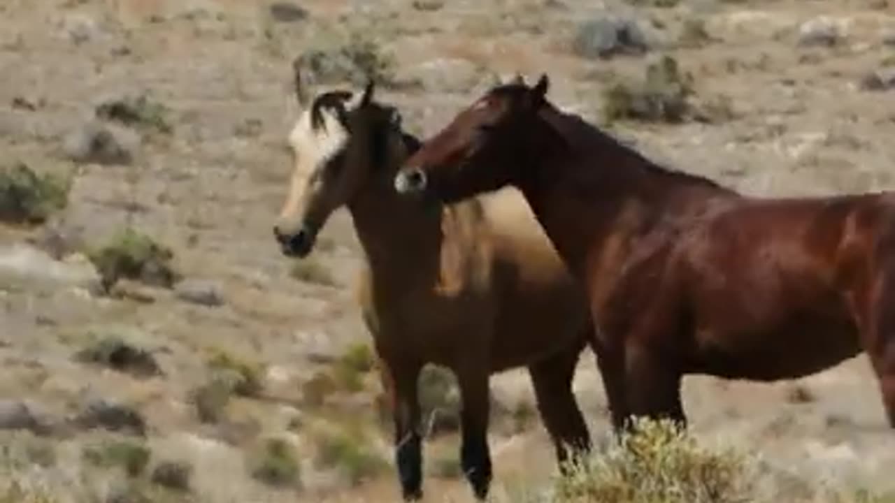 WILD HORSES AT DESSERT #SHORTS