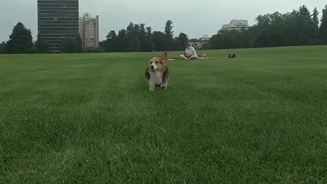 Run Corgi Run