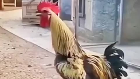 TRY NOT TO LAUGH 😆 Best Funny Videos Compilation 😂😁😆 Memes