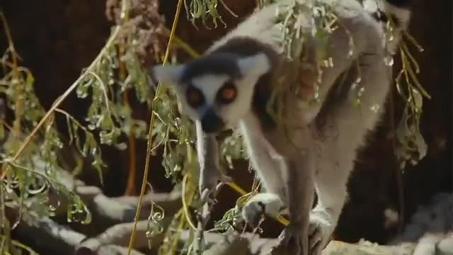 Lemurs at the zoo.