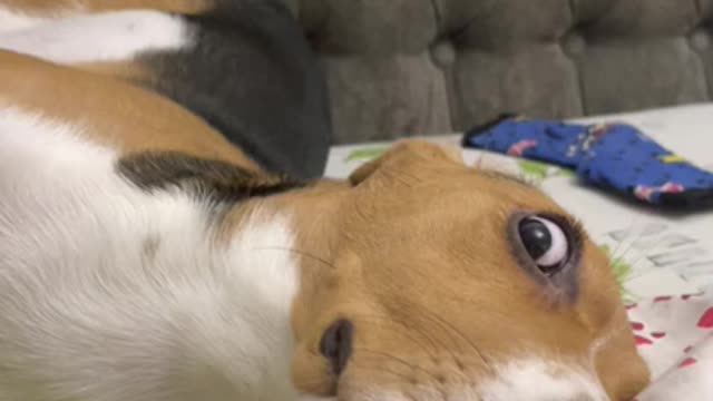 Puppy with wild eyes and weird pose. Funny video