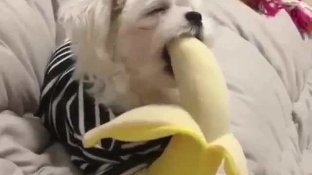 Don't monkeys like bananas? Do dogs like to eat too?