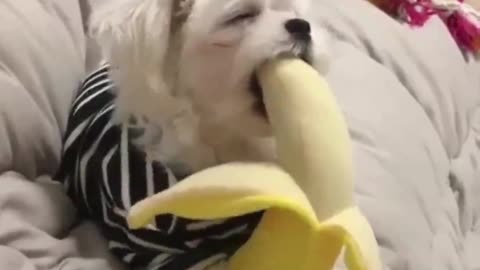 Don't monkeys like bananas? Do dogs like to eat too?