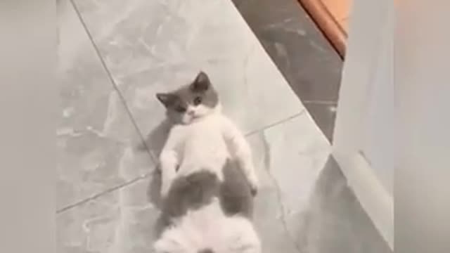 Funny cat videos funny dog video cat's meow meow meow 😺😺😻😼😺