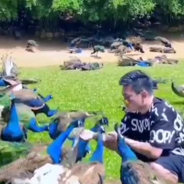 peacock paradise|peacock shaking feathers|susan bro| #shorts