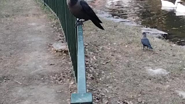 Crow Bird 🐦 Video By Kingdom of Awais