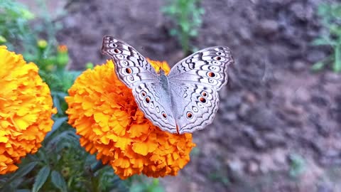 Beautiful butterfly great view