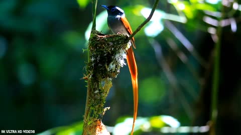 Amazing Birds!!!!!!!! Such Beauty