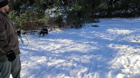 PLAYING IN THE SNOW