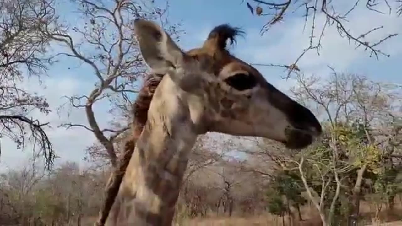 Baby giraffe Shuri learns to eat leaves