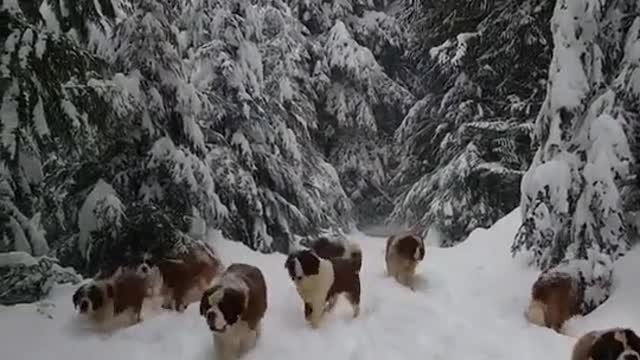 Dog tumbling down a ski run in snow