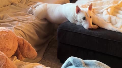 Bull Terrier Lets Belly Hang