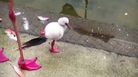 Baby flamingo