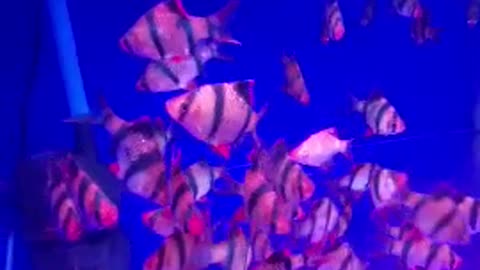 Beautiful fish