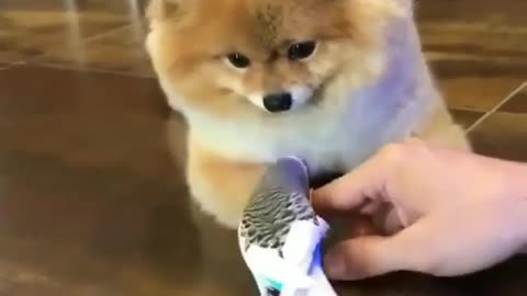 Dog and bird