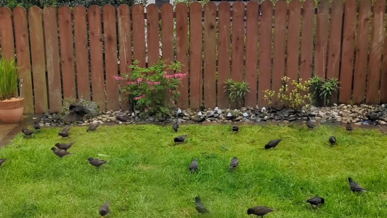 A flock of starlings in my garden