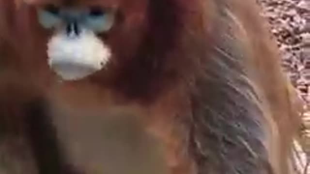 First See This Sweet Monkey On Facebook For Me