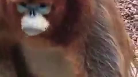 First See This Sweet Monkey On Facebook For Me