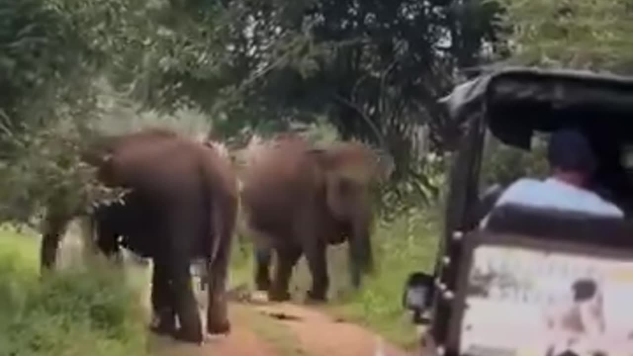 Elephant Attack safari cab viral video