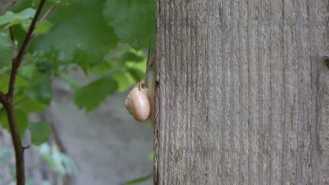 Crazy Time Lapse Video of a Snail Crawling On A Tree Trunk