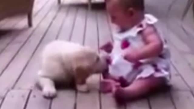 Doge Love For Cute Baby Small Girls, So So Amazing Video