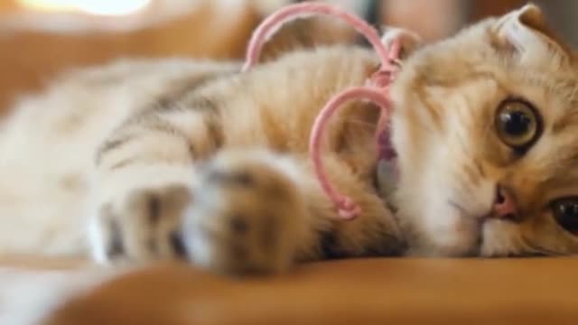 Cute CAT & KITTENS ...CAT LOVERS 🐱🐱🐱🐱🐱🐱🐱