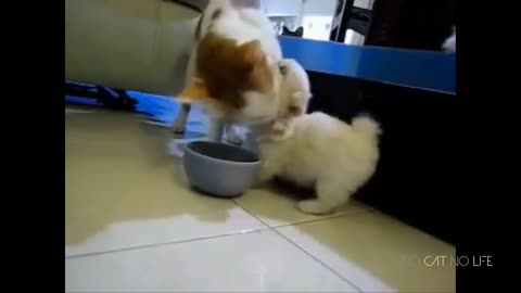 Funny Cats vs Dogs Compilation