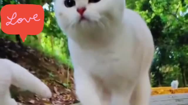 Cat compilation