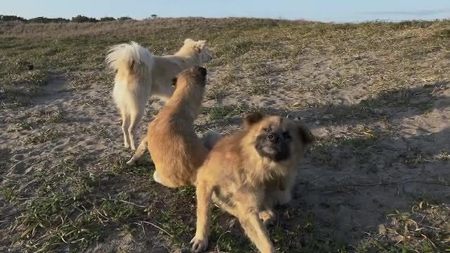 Dogs in Japan