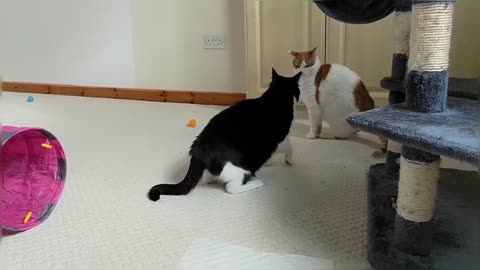 Cats Play Fighting (Compilation)