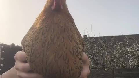 Chicken dances