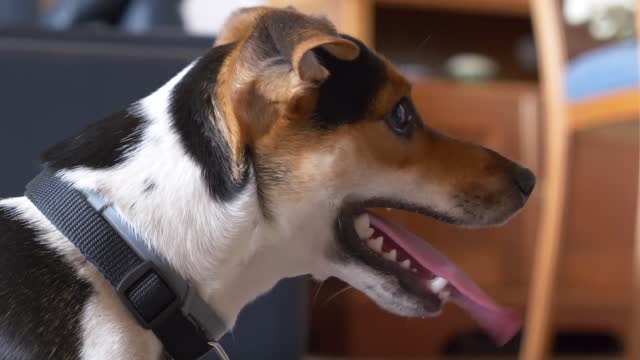 Dog young head terrier #dog
