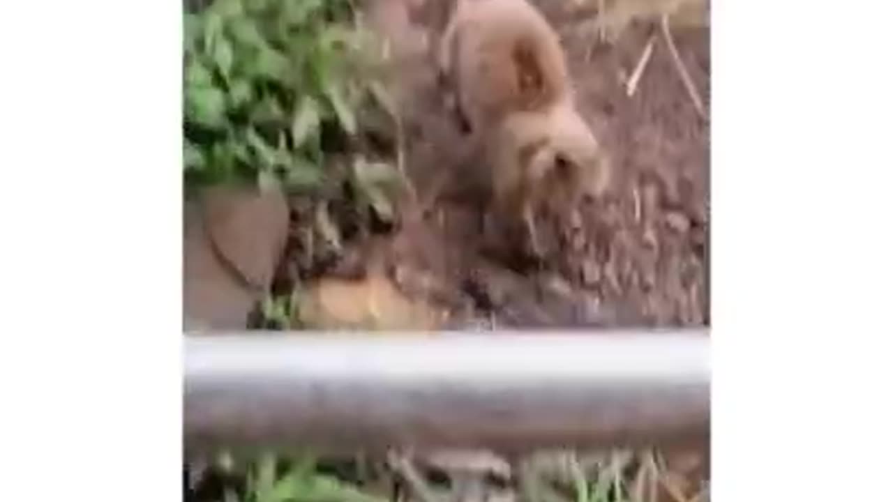 Funny And Cute Animals Short #124