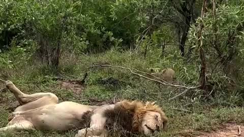 Lion cub testing out its stalking skills on his sleeping dad..