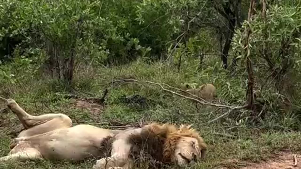 Lion cub testing out its stalking skills on his sleeping dad..