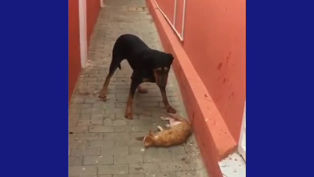 Dog kills cat