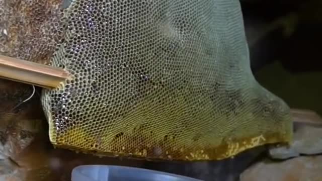 Short video bees and honey [ relaxing video ]