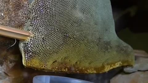 Short video bees and honey [ relaxing video ]