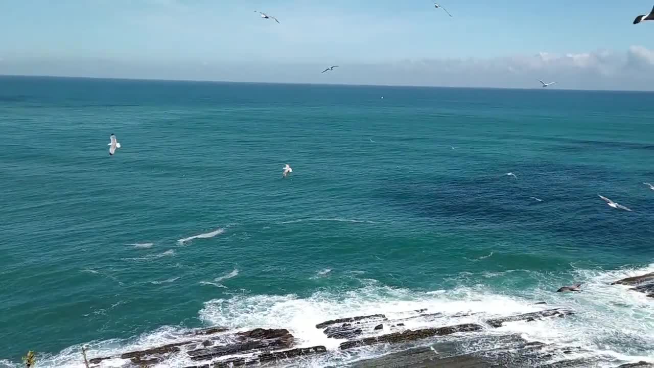 Beautiful Birds Flying Video