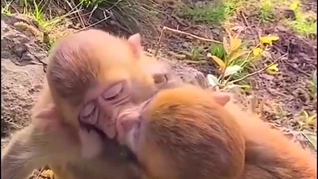 Monkey kissing