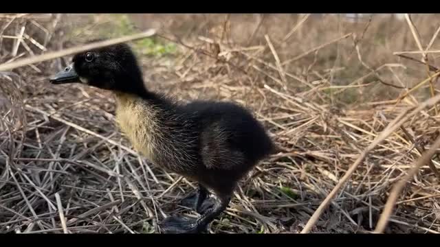 little black duck