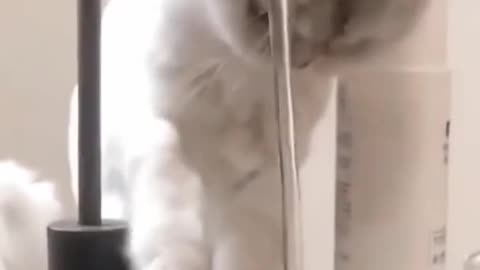 Cutest cat confused by sink