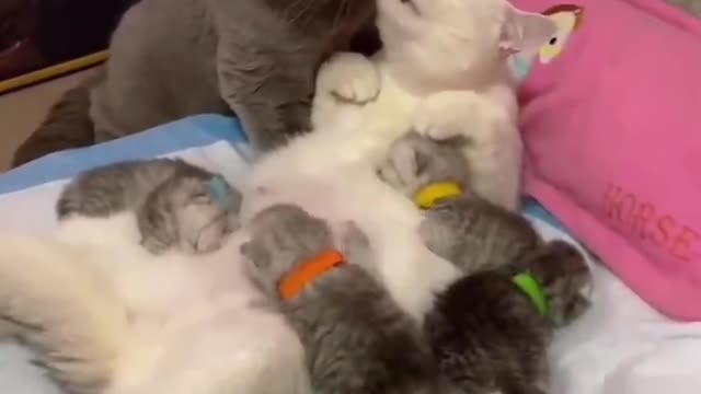 Cat Mel and femel love and kiss๐๐.Cat funny video.dog funny video