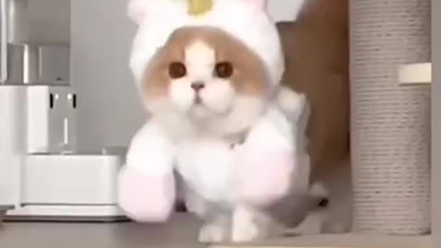 Cute Cat Funny Moments