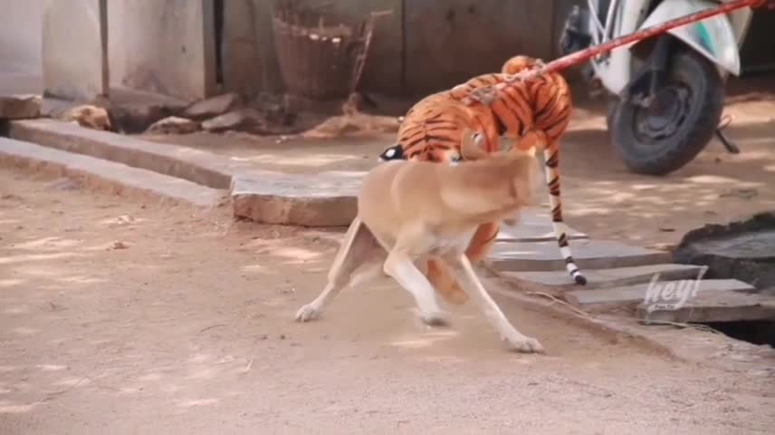 Dog prank | funny video | fack tiger prank