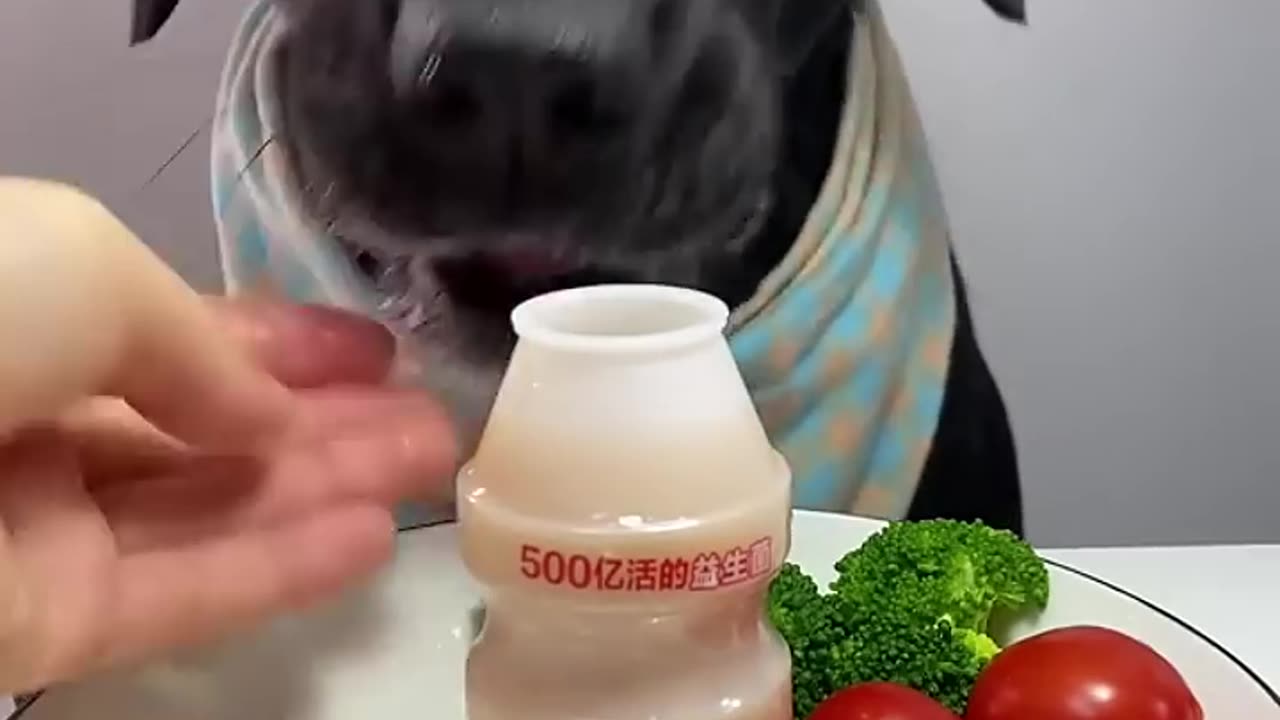 Dog eating so fast