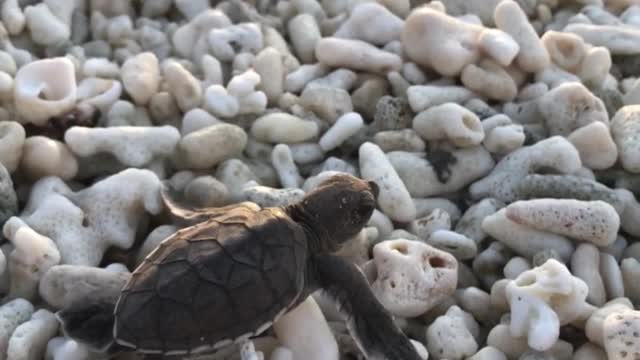 Turtle hatchling