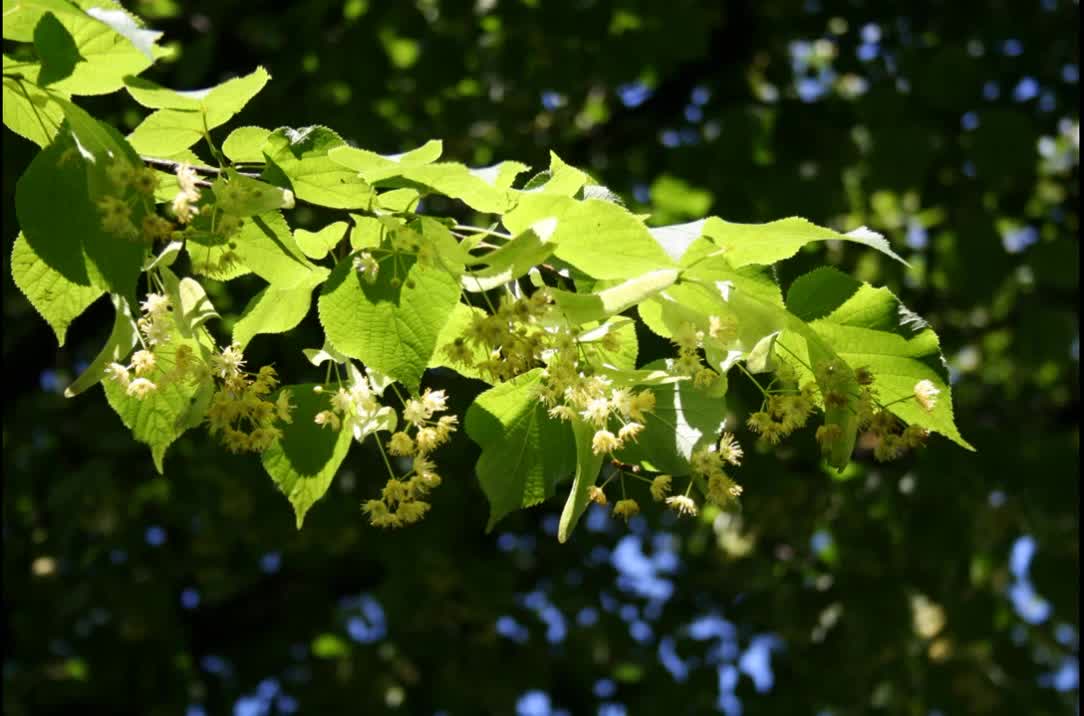 Tília ( Tilia cordata Mill ) serve para tratar ansiedade e estresse