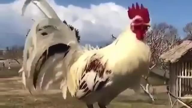 Turbo rooster🐔